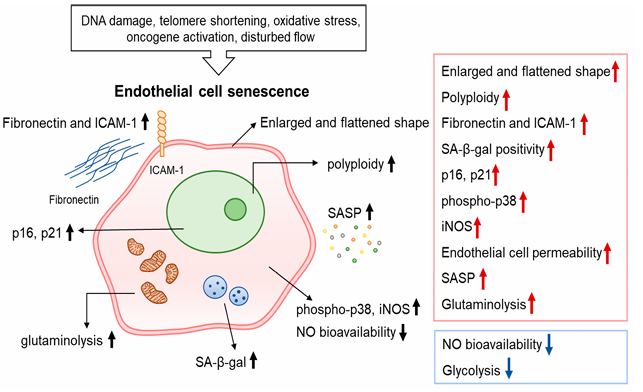 血管衰老中調控內皮細胞衰老的因素與通路
